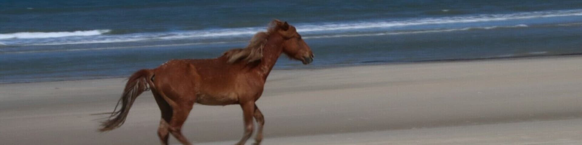 Wild horses run on the beaches of the Outer Banks in NC.
