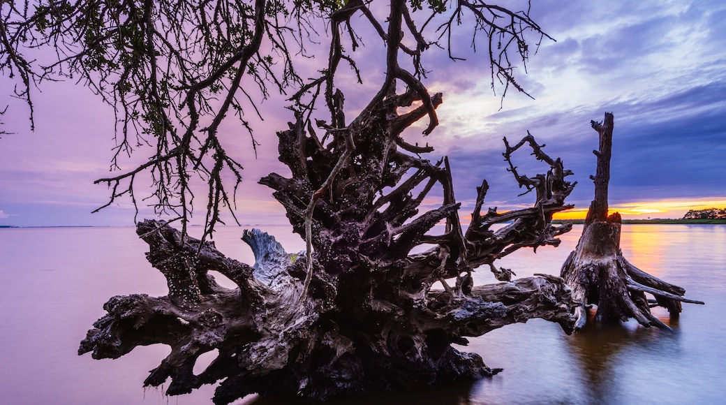 納格斯海德樹林保護區