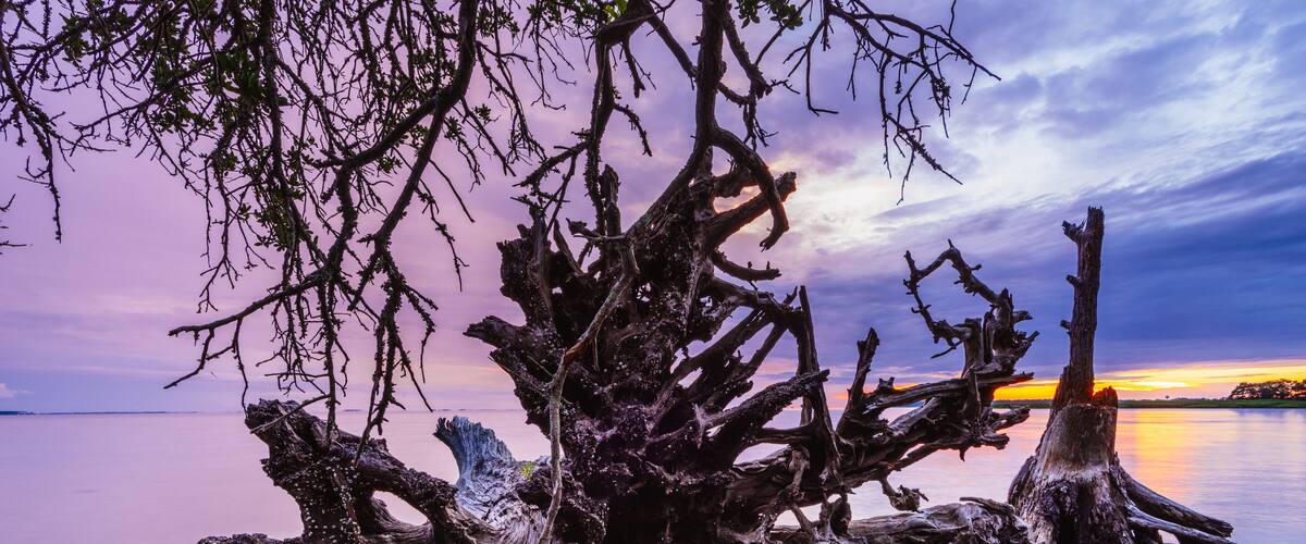 A fallen live oak in a transition zone between brackish marsh and open sound at the Nags Head Woods Preserve, North Carolina