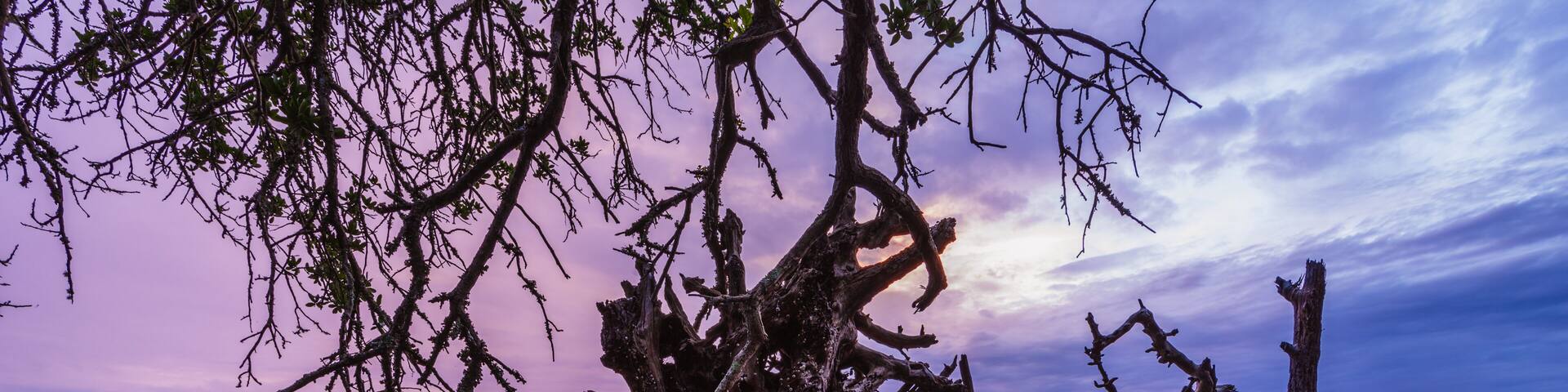 Un tronco de árbol grande y retorcido en el agua, con un atardecer de fondo.
