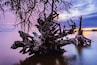 A large, gnarled tree trunk in a body of water with a sunset in the background.