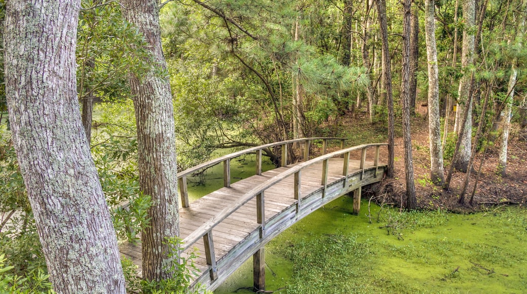納格斯海德樹林保護區
