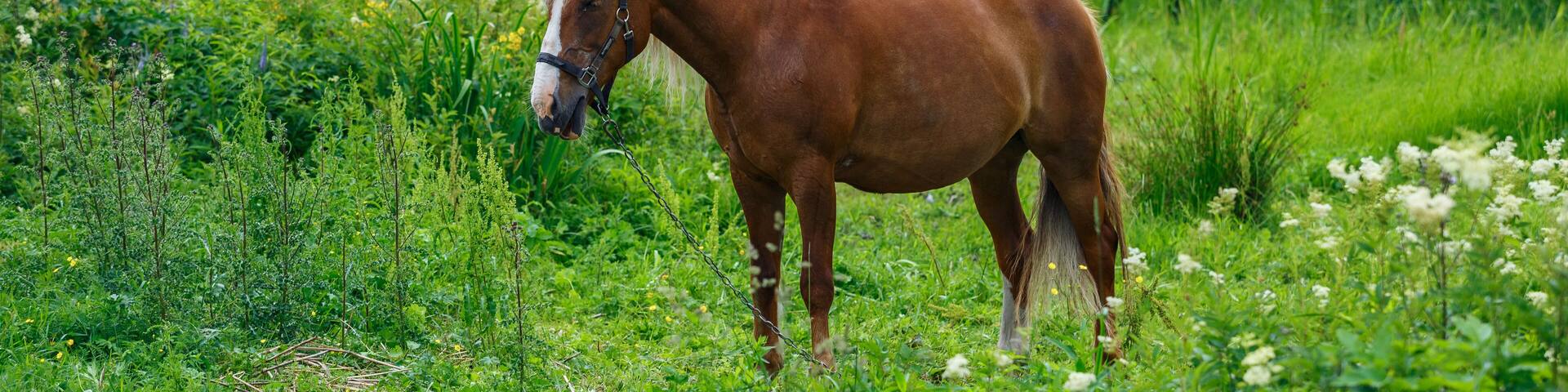 City Riga, Latvia. Brown horse and nature in air museum.