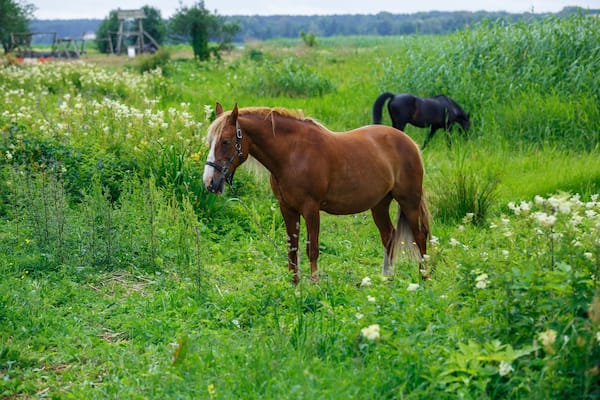 City Riga, Latvia. Brown horse and nature in air museum.
