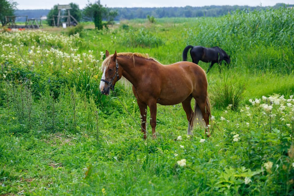 A brown horse grazing in a lush green field with wildflowers and a black horse in the background.