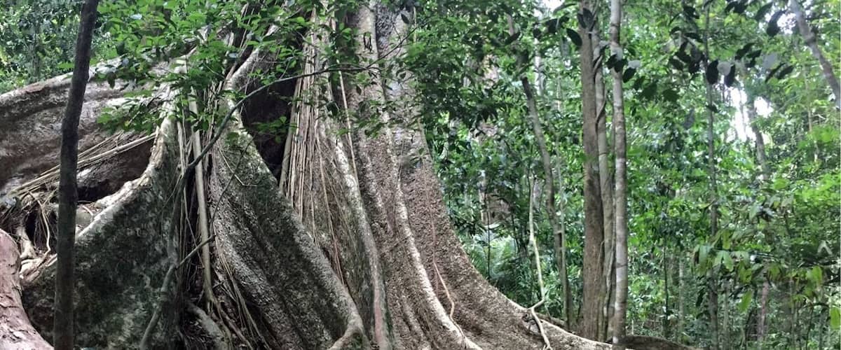One of the most breathtaking trees I've ever seen! This was on a hike labeled Trail #5. Start right above the main restaurant next to the visitors center and end at the watchtower.
(You're supposed to go with a guide, but I went alone and was totally fine! It's well-marked!)