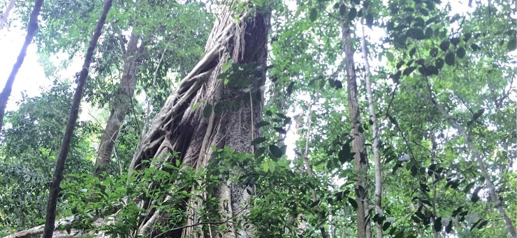 Ein großer Baum mit weitverzweigten Wurzeln, die sich zwischen Steinen und anderer Vegetation in einem Wald verflechten.