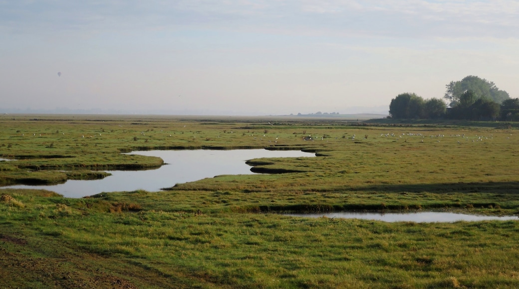 Polder Saint Michel