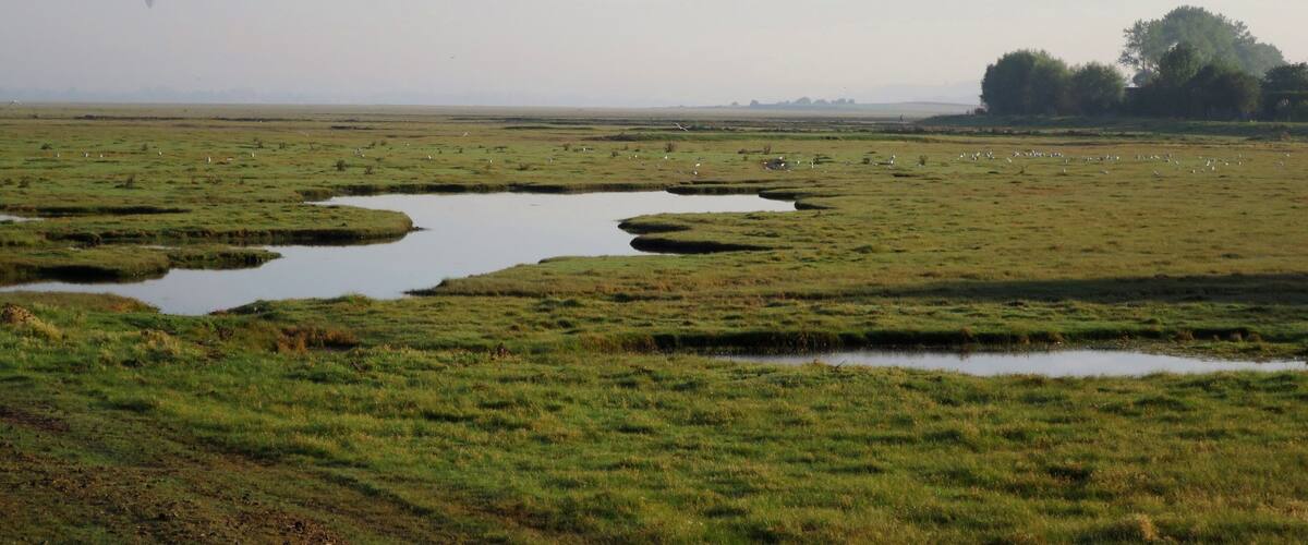 A wetland with multiple water bodies and scattered trees.