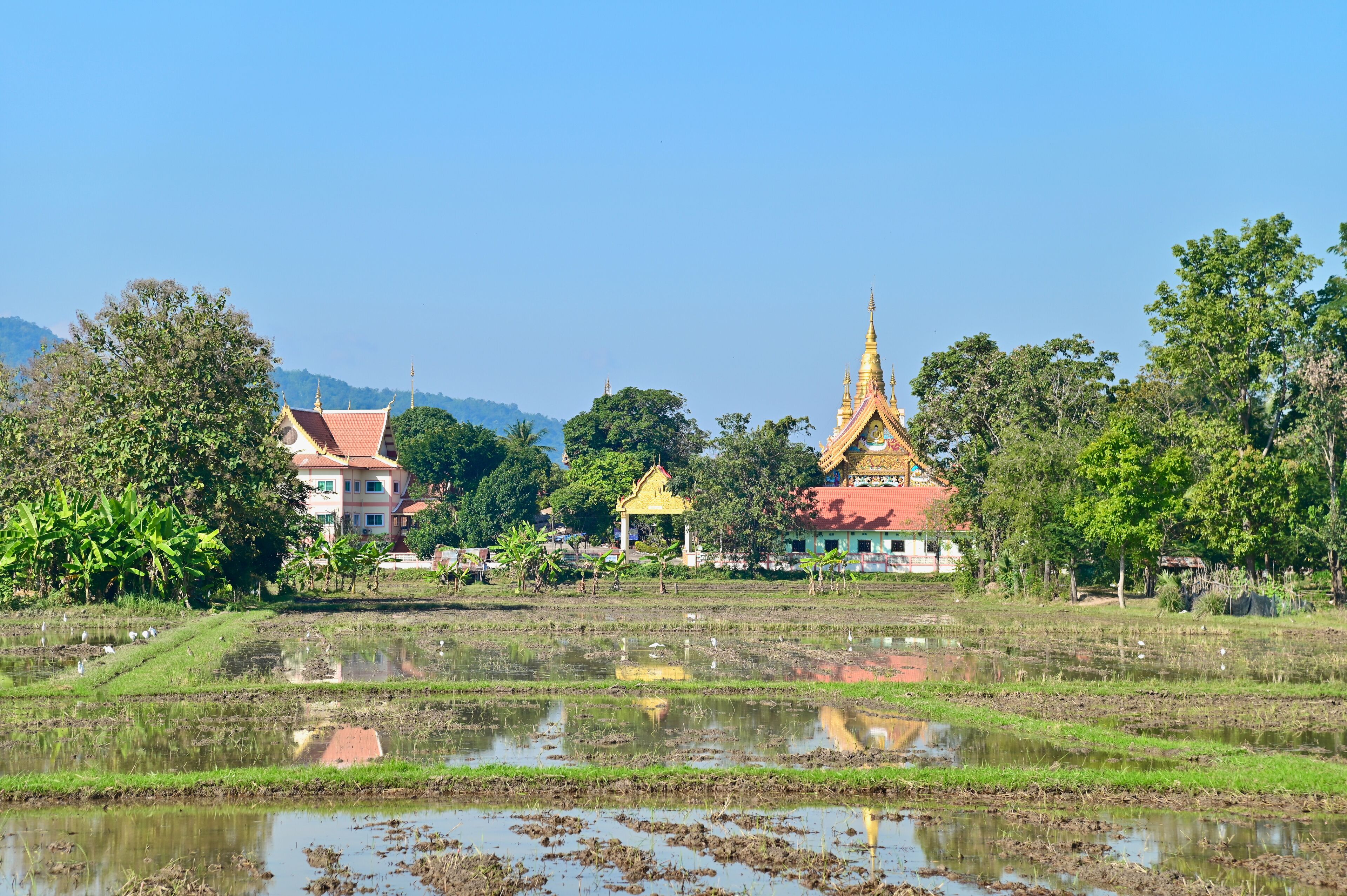 A rural landscape with a temple, houses, and a rice paddy.