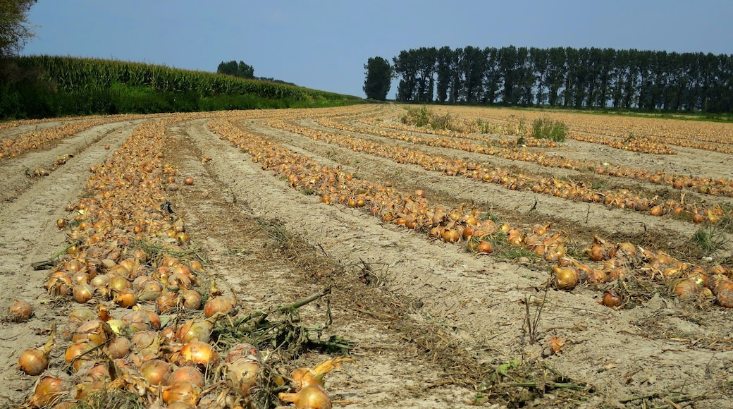 Onions in Saint Marcan