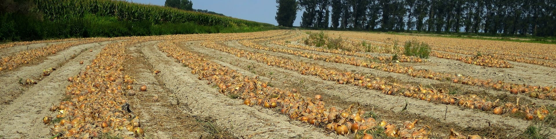 Onions in Saint Marcan