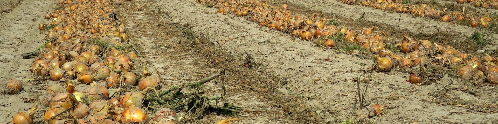 Onions in Saint Marcan
