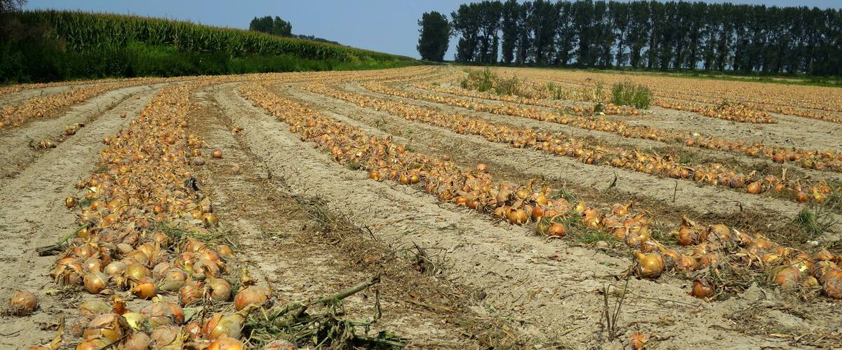 A field with rows of onions.