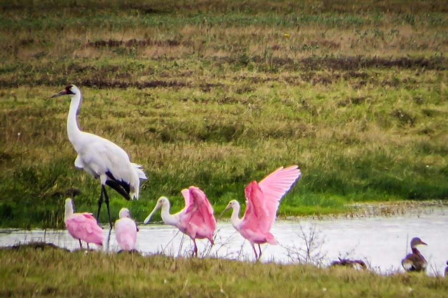 Whooping Crane and Roseate Spoonvilles near The Big Tree.