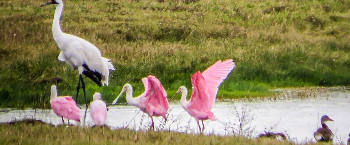 A white bird with a long neck and a pink bird with a long neck walking in a grassy area near water.