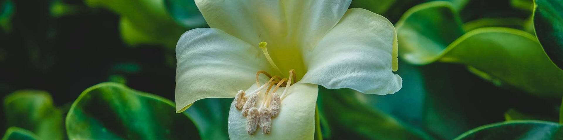 Perfect spot if you enjoy botanical gardens. So many flowers were blooming and a relaxing park to spend the day!