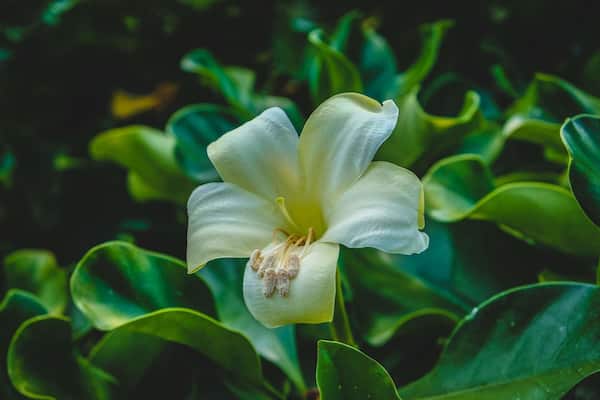 Perfect spot if you enjoy botanical gardens. So many flowers were blooming and a relaxing park to spend the day!
