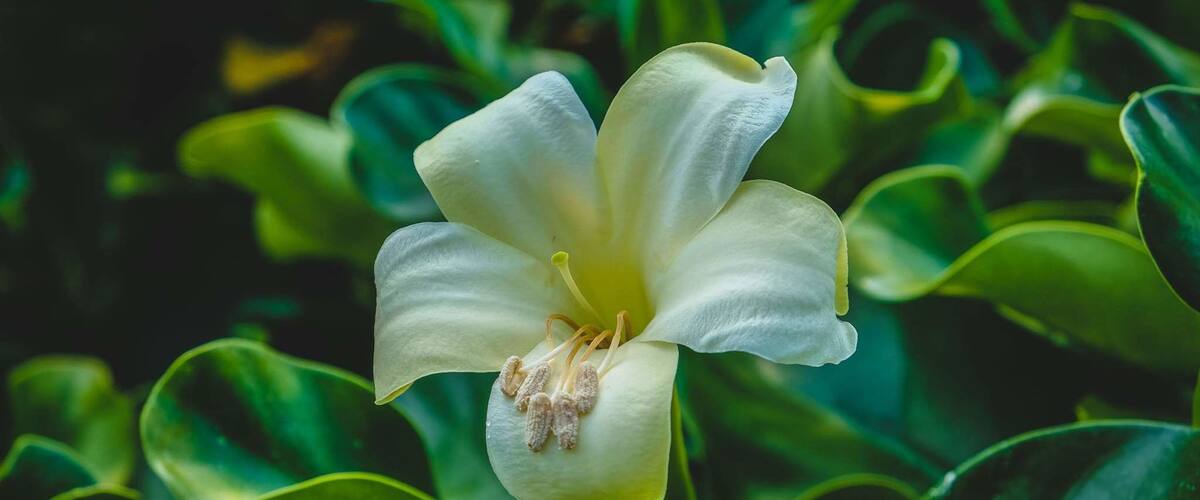 Perfect spot if you enjoy botanical gardens. So many flowers were blooming and a relaxing park to spend the day!