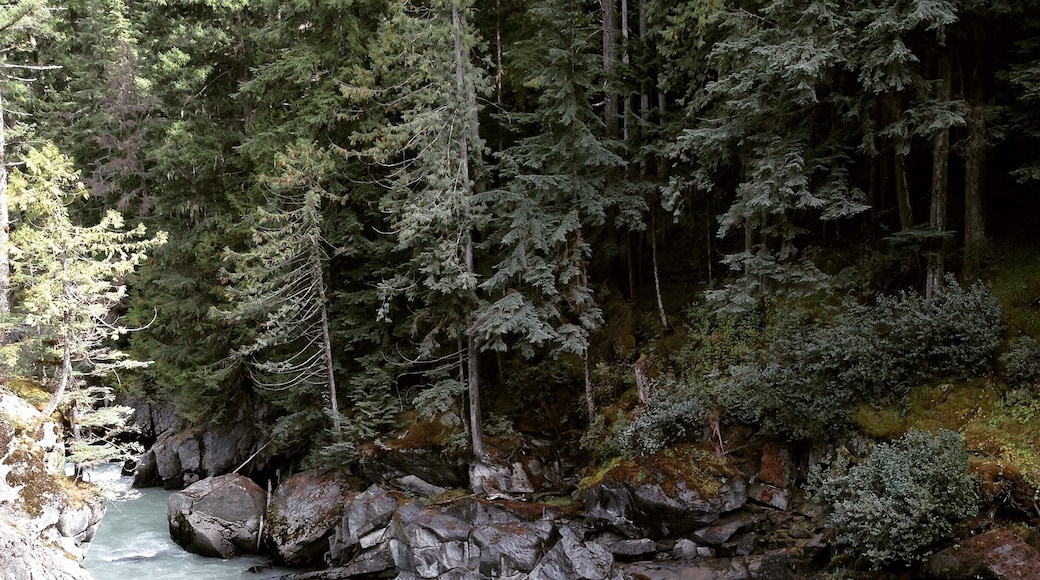 Small hike to Nairn Falls Provincial Park. Hike is approx. 2KM about 30 minutes return if you jet or longer if you're like me and like to take photos along the way. There are two sections to the waterfall to view. At the top there are two platforms and the heading downtown the rock to the right follow the fence to waterfall two. On the way back keep an eye out for the trail that leads you down to the beach area near the rocks.
The camping grounds are beautiful but there are no shower facilities and only outhouses. Firewood can be purchased by park staff which drives around throughout the night for $8 a bunch or. 3 bunches for $20.
There are black bears in this area so keeping a clean site is enforced by park staff.
Grizzlies are located 2KM towards Pemberton but tend to not come down to the provincial park.