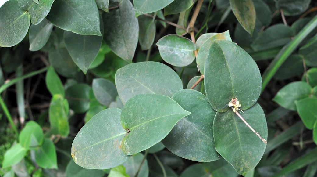 Eugenia gryposperma at Conservatoire botanique national de Brest Conservatoire botanique national de Brest Native name Conservatoire botanique national de Brest Location Brest, France Coordinates 48° 24′ 10.35″ N, 4° 26′ 53.58″ W Established 1975: established, 1978: opened to public Web page www.cbnbrest.fr Authority control : Q2994486 ISNI: 0000 0000 9261 8684