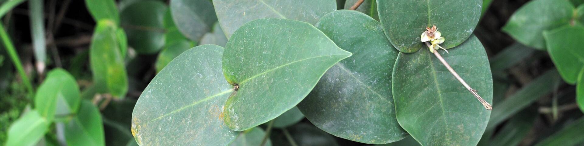 Eugenia gryposperma at Conservatoire botanique national de Brest Conservatoire botanique national de Brest Native name Conservatoire botanique national de Brest Location Brest, France Coordinates 48° 24′ 10.35″ N, 4° 26′ 53.58″ W Established 1975: established, 1978: opened to public Web page www.cbnbrest.fr Authority control : Q2994486 ISNI: 0000 0000 9261 8684