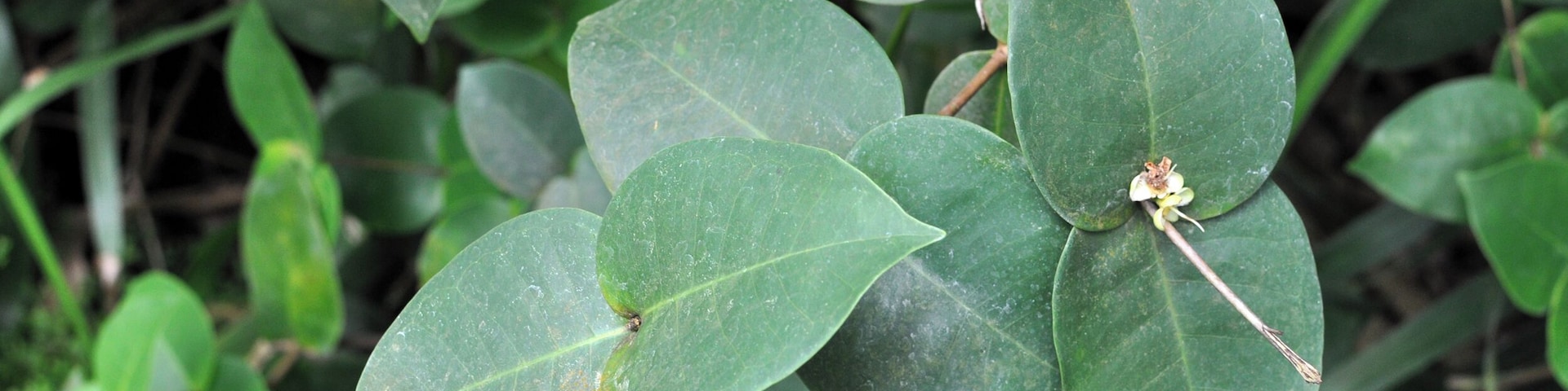 Eugenia gryposperma at Conservatoire botanique national de Brest Conservatoire botanique national de Brest Native name Conservatoire botanique national de Brest Location Brest, France Coordinates 48° 24′ 10.35″ N, 4° 26′ 53.58″ W Established 1975: established, 1978: opened to public Web page www.cbnbrest.fr Authority control : Q2994486 ISNI: 0000 0000 9261 8684