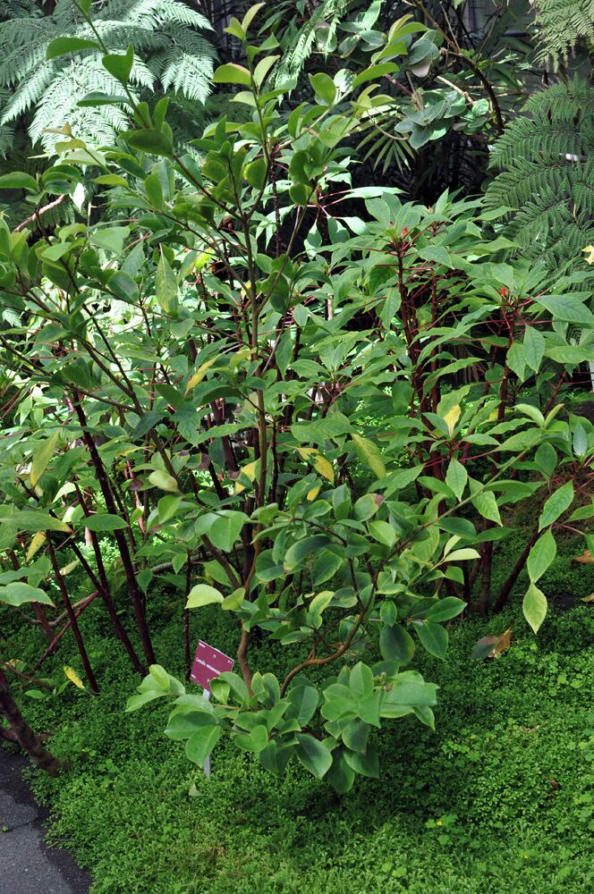 Camellia vietnamensis Conservatoire botanique national de Brest Native name Conservatoire botanique national de Brest Location Brest, France Coordinates 48° 24′ 10.35″ N, 4° 26′ 53.58″ W Established 1975: established, 1978: opened to public Web page www.cbnbrest.fr Authority control : Q2994486 ISNI: 0000 0000 9261 8684