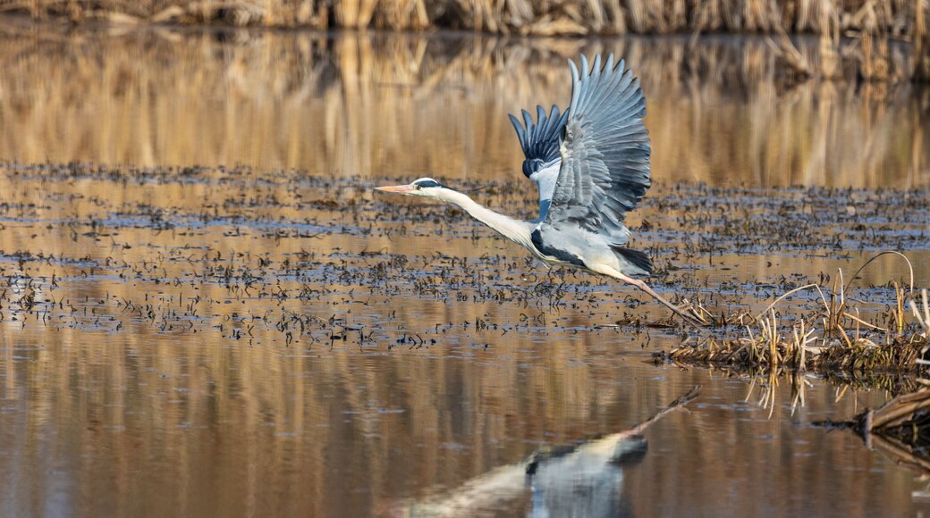 Airone cenerino in volo