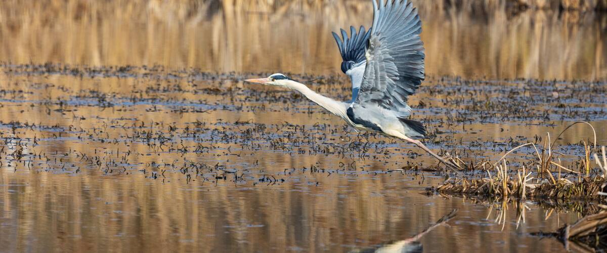Airone cenerino in volo