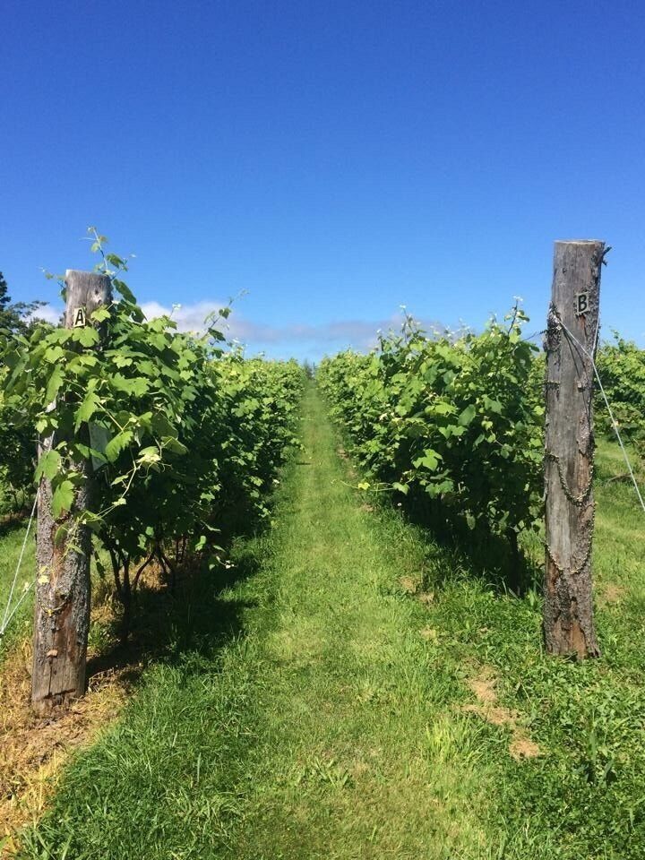 A vineyard with rows of grapevines supported by wooden posts.