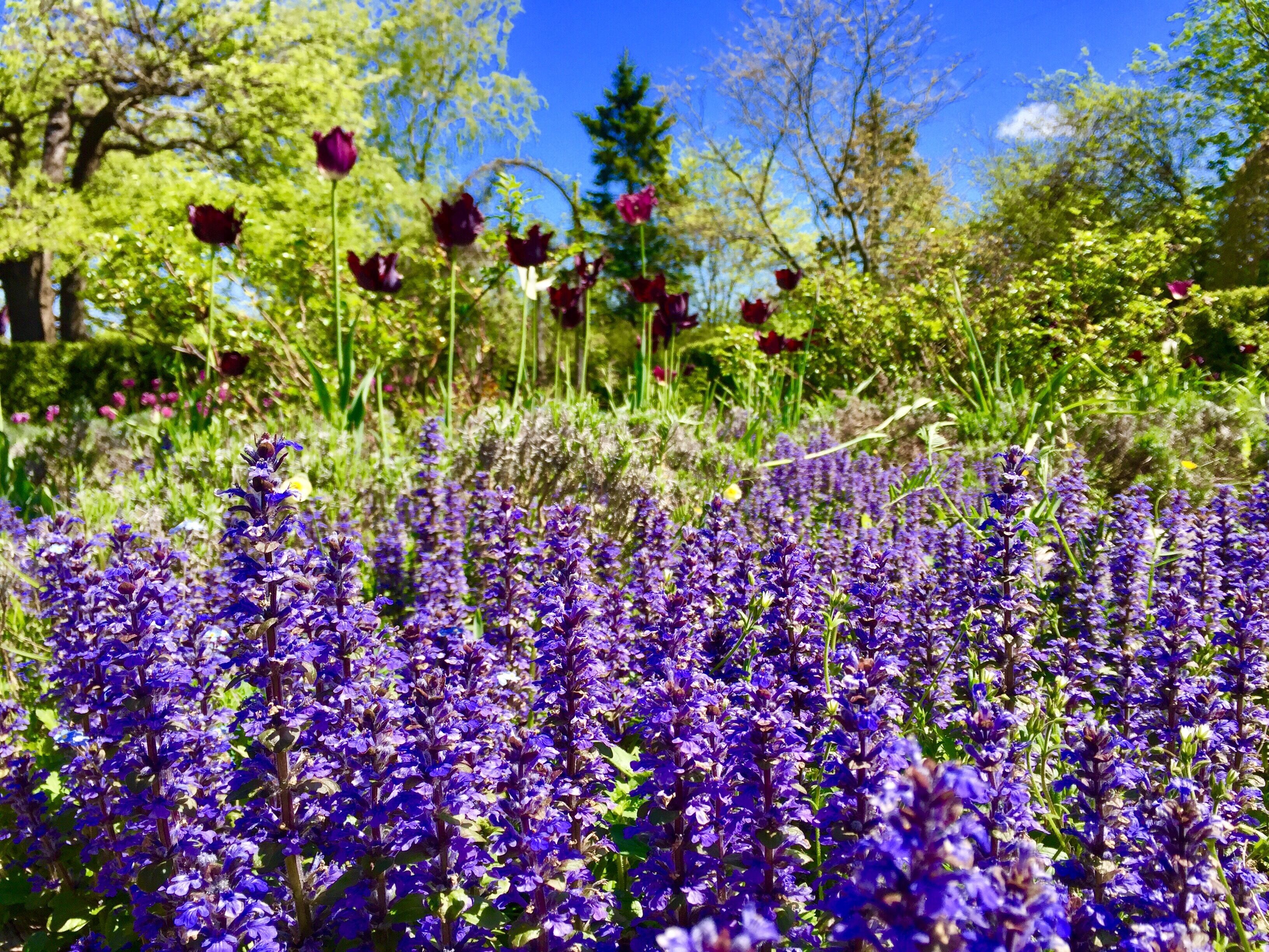 Beautiful tangled garden is a gorgeous spot for a stroll. Enjoy the fantastic sights and smells and the mint chocolate ice cream ❤️