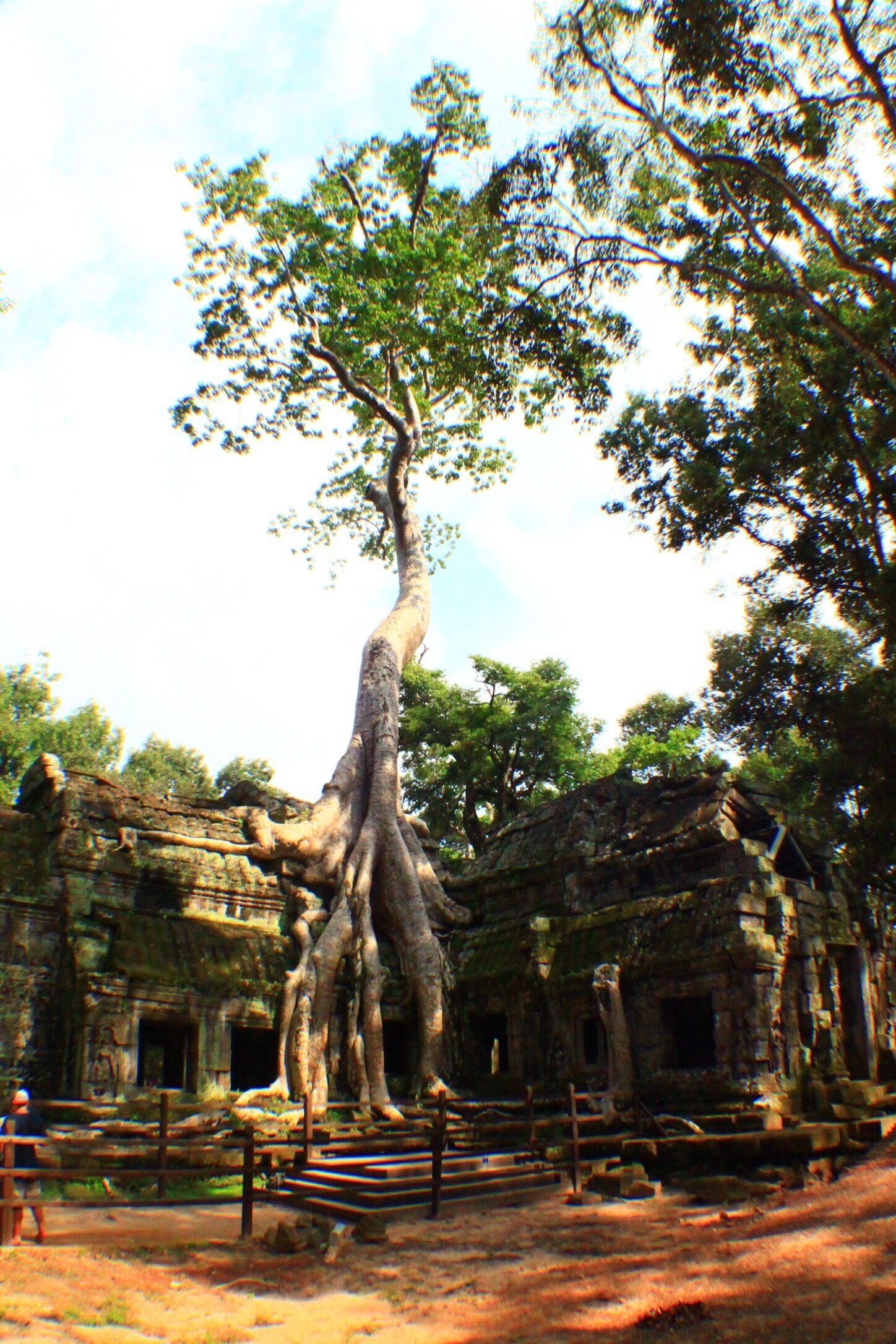 @Ta Prohm Temple at Angkor Wat Complex, Cambodia...power of nature over man made things over time ...