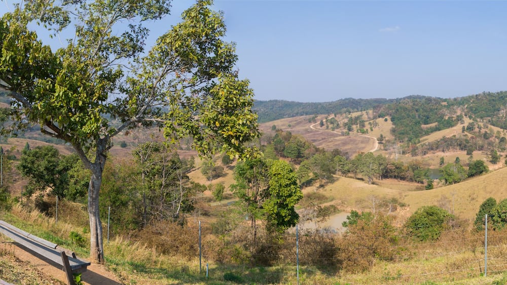 Un paysage vallonné avec un sentier de terre, des arbres et une clôture.