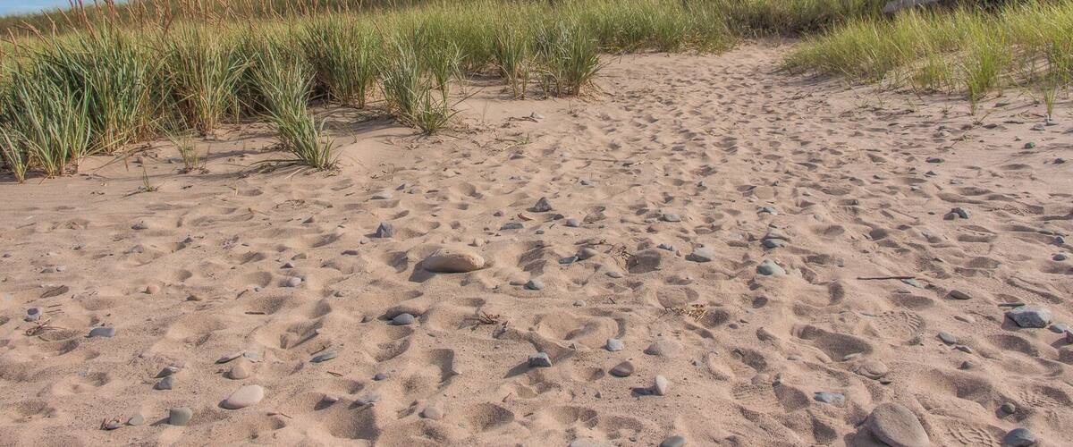 A sandy beach with scattered rocks and tall grass.