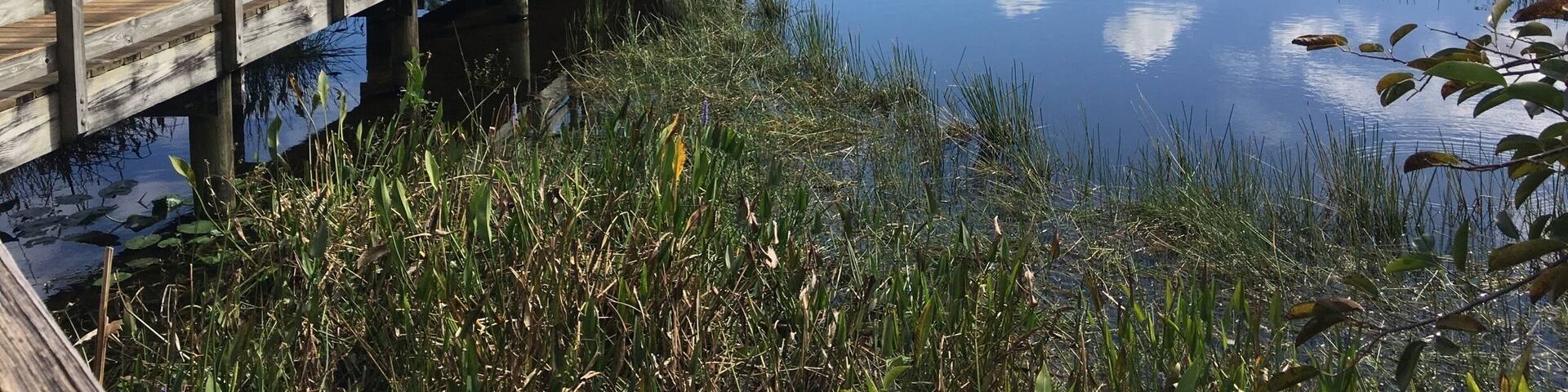 The Wakodahatchee boardwalk