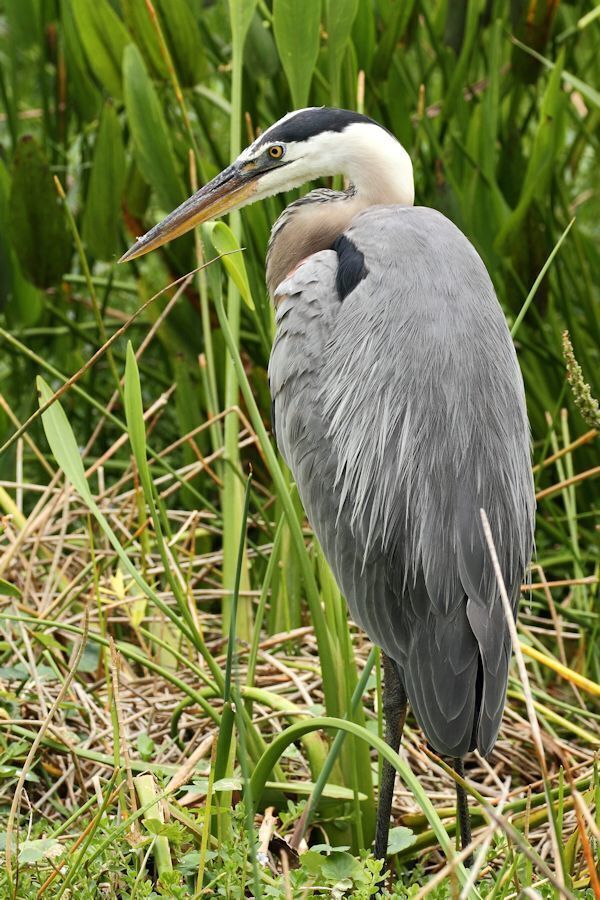 I photographed this Great Blue Heron at Wakodahatchee Wetlands in Delray Beach Florida.

#birds #wildlife #Florida