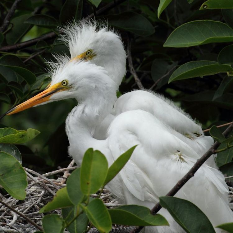 These 2 baby Egrets in their nest were so noisy and "fussy" that their mom flew away a few  minutes earlier to get some peace. They calmed down after she left.

#birds #wildlife #Florida