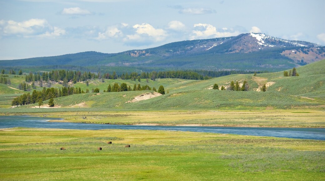 Hayden Valley qui includes rivière ou ruisseau, animaux terrestres et scènes tranquilles