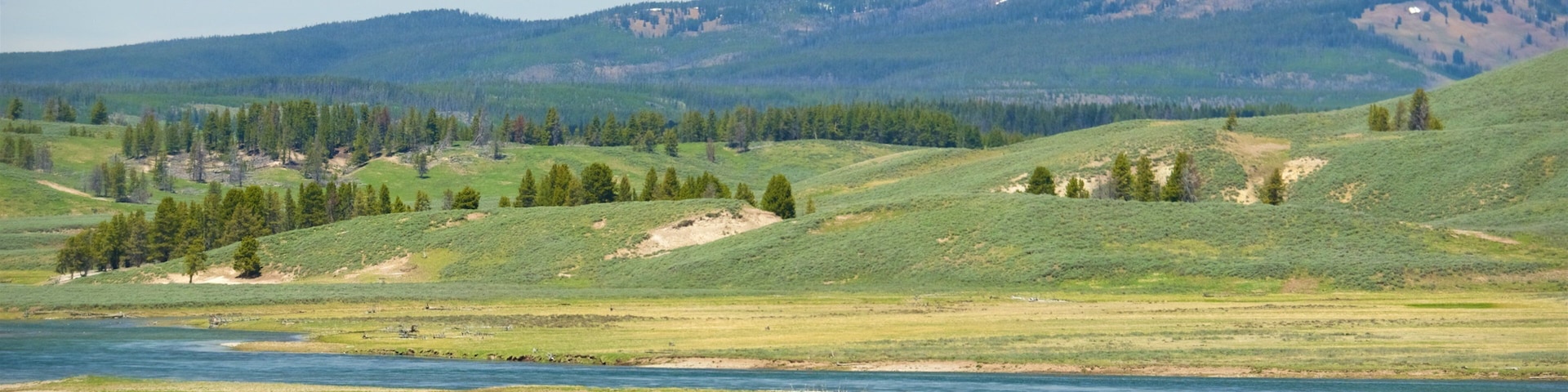 Hayden Valley mit einem ruhige Szenerie, Fluss oder Bach und Landtiere