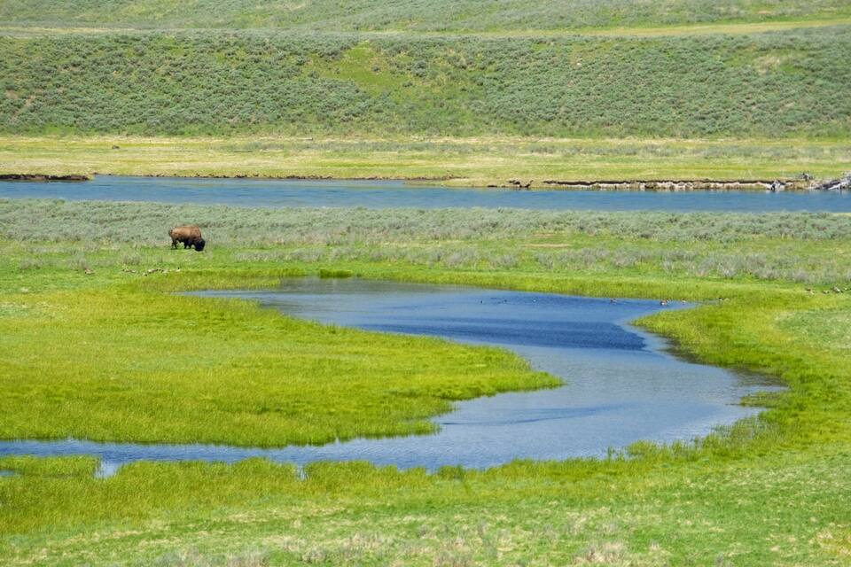 A grassy landscape with a water channel and a bison grazing.