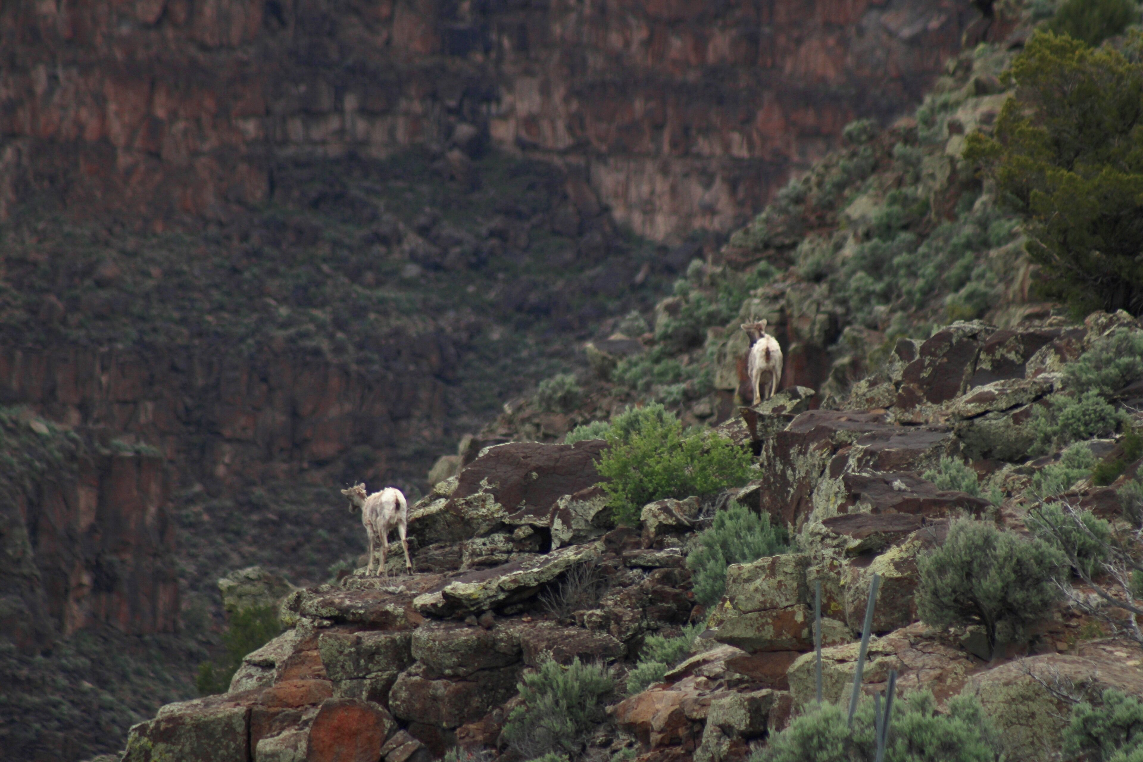 Some ewes on the gorge walls. They give birth there to protect the babies from predators. We did not see any babies in this group.