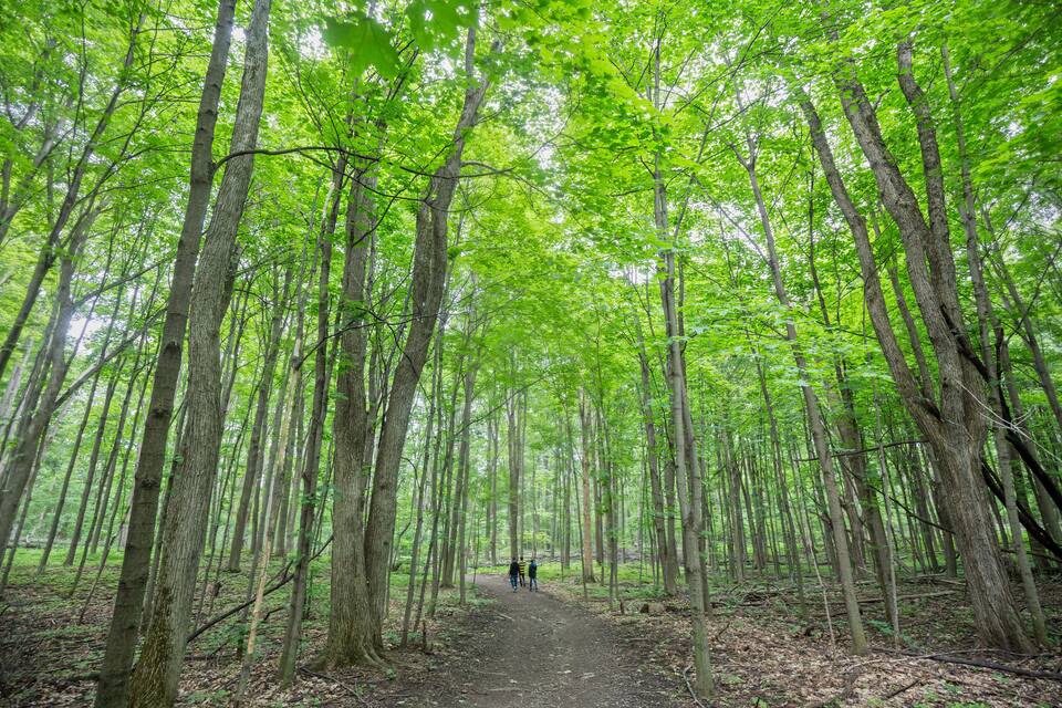 A forest path with tall trees and a clear sky.