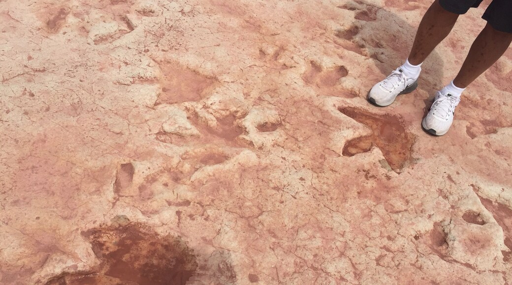 For decades the Haskie family has taken tourists to see dinosaur tracks and fossils on their land outside of Tuba City. Now the Navajo Nation plans to preserve them. A paleontologist in St. George, Utah said this site could be one of the biggest in the country, but you need a permit from the Navajo Nation to study it thoroughly. The tracks embedded in the hard sandstone were most likely made by Dilophosaurus about 193 million years ago in a mudflat along a river and filled in and protected by super-fine sediment. Once they put a nice walking pathway you won't be able to walk along the tracks and touch these foot prints and knock on the fossilized dino bones to hear the hollow sound.