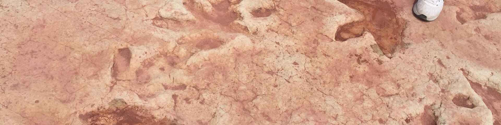 For decades the Haskie family has taken tourists to see dinosaur tracks and fossils on their land outside of Tuba City. Now the Navajo Nation plans to preserve them. A paleontologist in St. George, Utah said this site could be one of the biggest in the country, but you need a permit from the Navajo Nation to study it thoroughly. The tracks embedded in the hard sandstone were most likely made by Dilophosaurus about 193 million years ago in a mudflat along a river and filled in and protected by super-fine sediment. Once they put a nice walking pathway you won't be able to walk along the tracks and touch these foot prints and knock on the fossilized dino bones to hear the hollow sound.