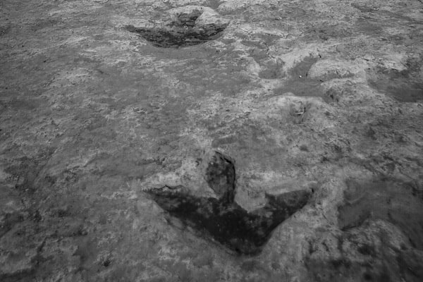 A great visit if you're in the area! I had a great experience with the Navajo guide who really was into the history. He was no paleontologist, but nonetheless informative in his own right. The place is free but I strongly recommend a decent tip of $10 to your guide. They sell locale Navajo crafts and jewelry there as well.
Well worth the trip!