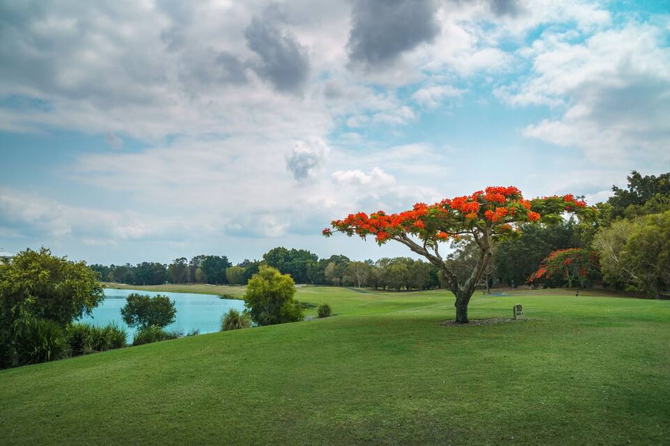 Un campo de golf con un lago, un árbol destacado con flores rojas y un cielo parcialmente nublado.