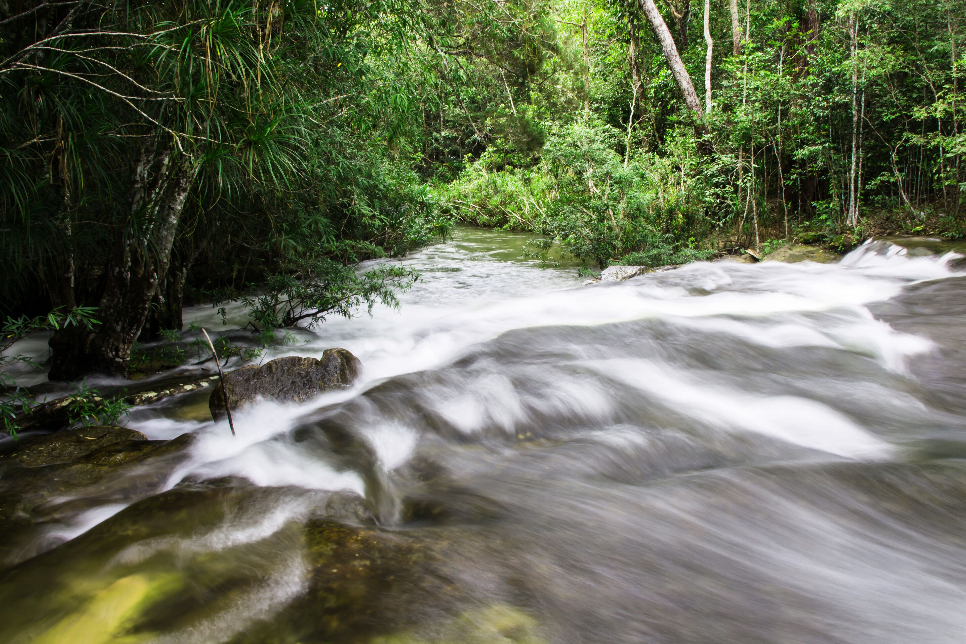 A fast-flowing river surrounded by dense green foliage.