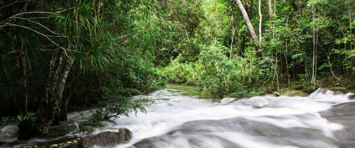A fast-flowing river surrounded by dense green foliage.