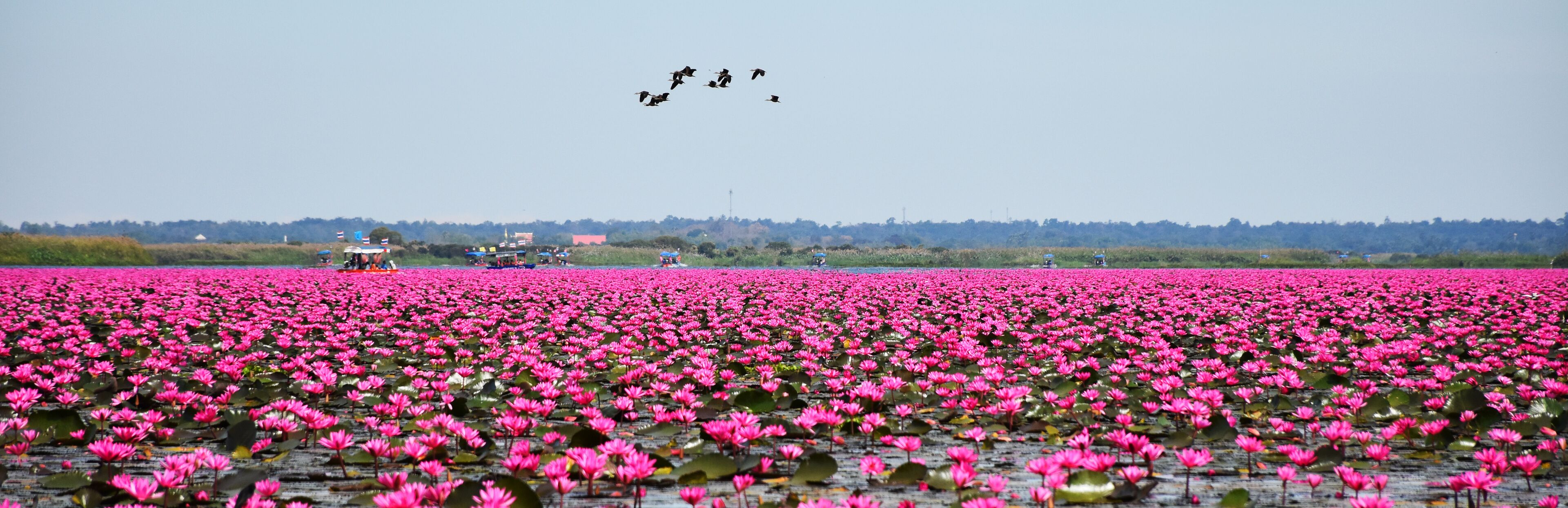 Red lotus lake is a large natural freshwater lake of pinkish red water lilies in Udon Thani, Thailand. Far away, there are many tourist boat. There are birds in the sky.